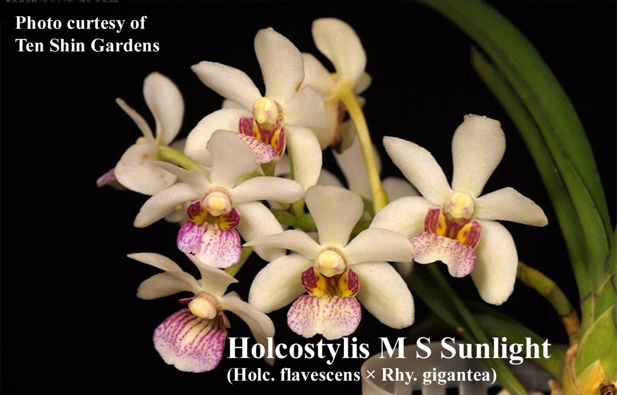 Holcostylis M S Sunlight